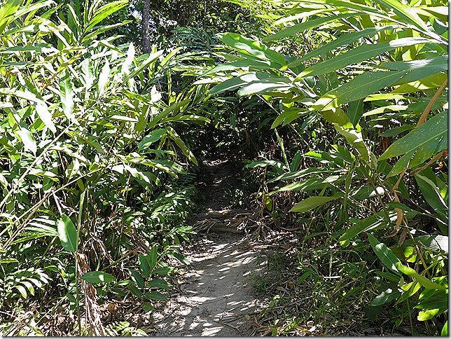 The beginning of the Tok Wan trail.