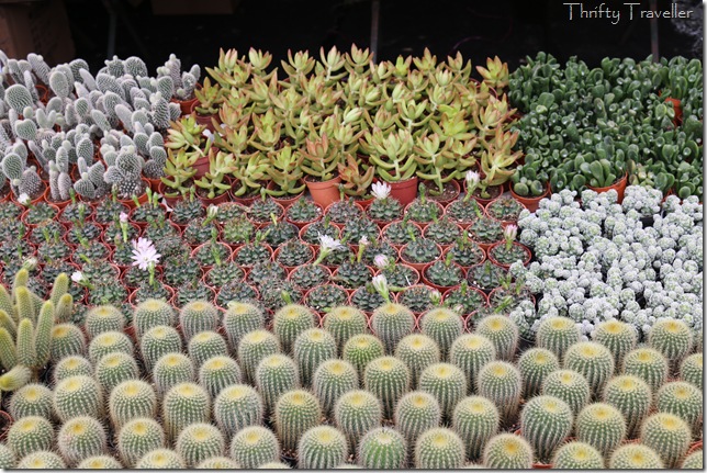 Cacti for sale at Floria 2014