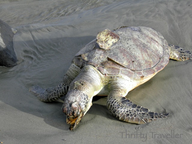 Dead turtle in Bengkulu