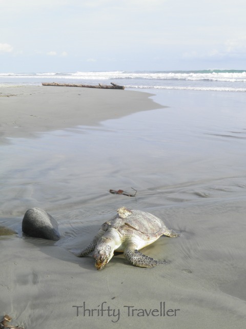 Turtle on the beach at Bengkulu